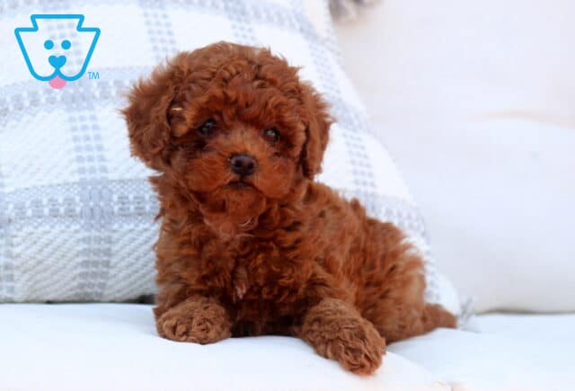 Fluffy red Toy Goldendoodle puppy with a soft curly coat lying on a white cushioned chair, resting on its front paws and gazing gently at the camera, with a textured pillow in the background image
