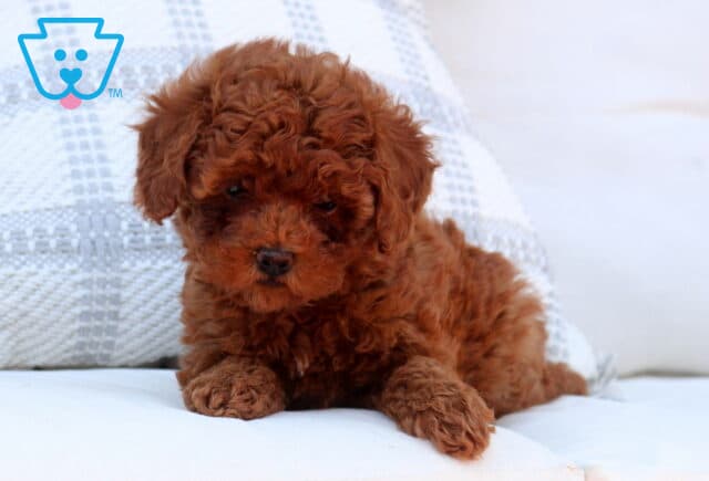 Tiny red Toy Goldendoodle puppy with a rich curly coat lying on a white couch, looking slightly downward with a calm expression, with a light patterned pillow behind it image