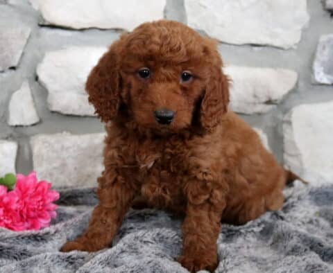 Winnie Mini Goldendoodle