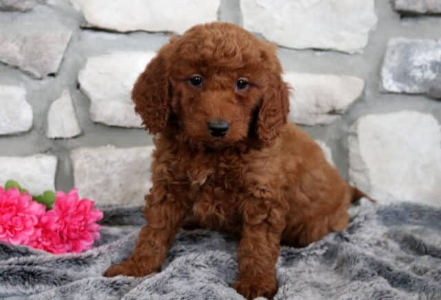 Winnie Mini Goldendoodle image