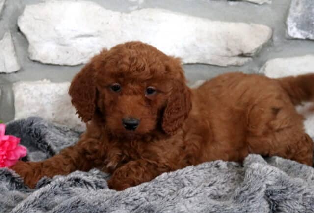 Winnie Mini Goldendoodle2 image