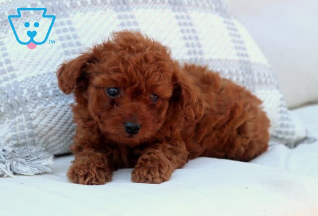 Adorable red Toy Goldendoodle puppy with soft curly fur lying on a white couch, looking up with bright eyes, with a cozy textured pillow in the background image