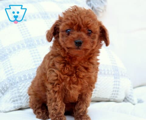 Fluffy red Toy Goldendoodle puppy sitting upright on a white couch, facing forward with bright eyes and a soft curly coat, with a light patterned pillow behind it
