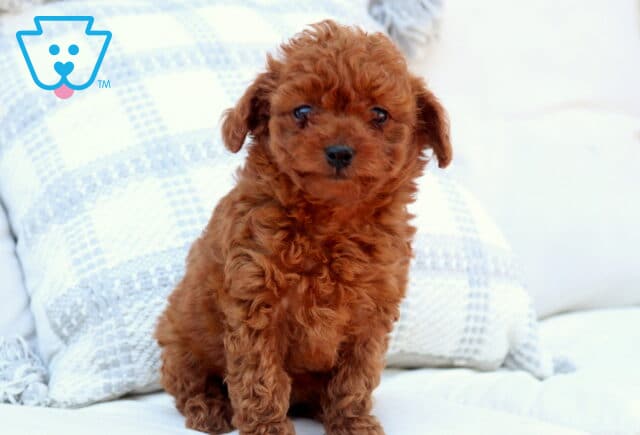 Fluffy red Toy Goldendoodle puppy sitting upright on a white couch, facing forward with bright eyes and a soft curly coat, with a light patterned pillow behind it image