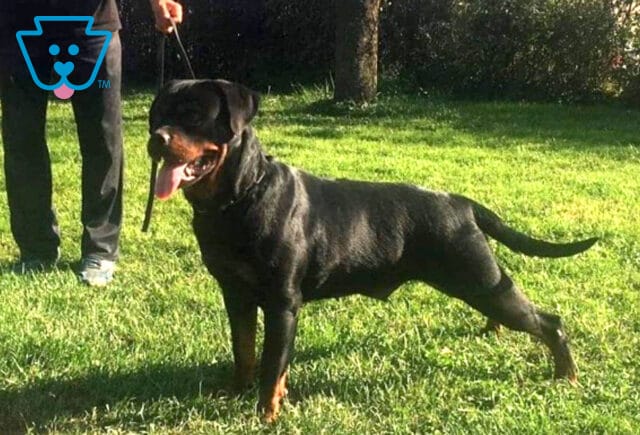 Xina Rottweiler Levi Glick image