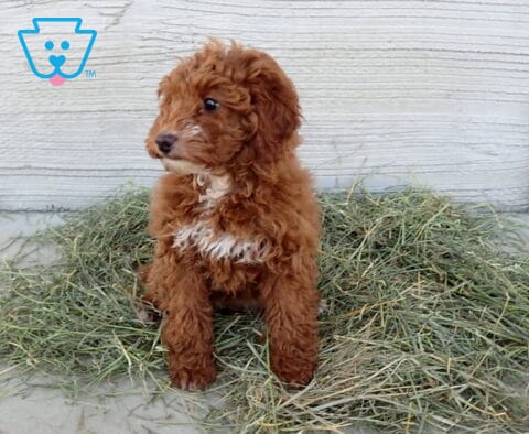 Yasmine Mini Poodle Retake24