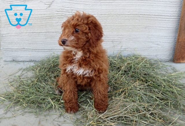 Yasmine Mini Poodle Retake24 image