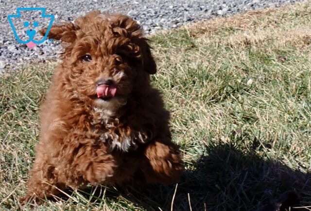 Yasmine Mini Poodle Retake3 image