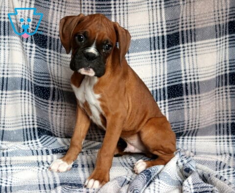 Adorable fawn Boxer puppy with a black mask and white markings sitting on a blue plaid blanket.