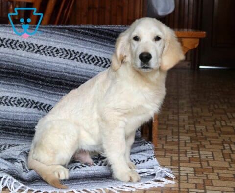 Zipper Golden Retriever