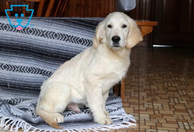 Zipper Golden Retriever image