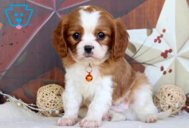 Adrian Cavalier image