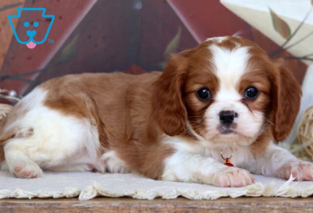 Adrian Cavalier2 image