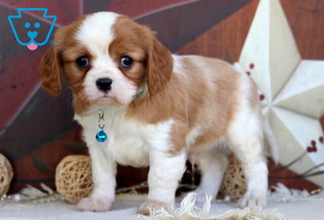 Alex Cavalier2 image