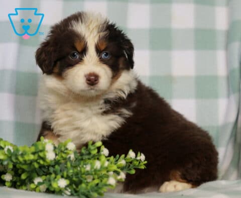 Blue-eyed red tri Australian Shepherd puppy with a fluffy coat sitting beside greenery on a soft blanket, calm and gentle expression
