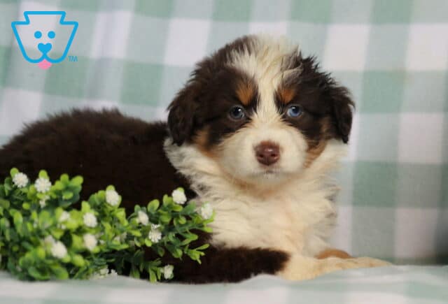 Blue-eyed red tri Australian Shepherd puppy lying on a soft blanket beside greenery, fluffy coat with rich markings and a sweet, relaxed expression image