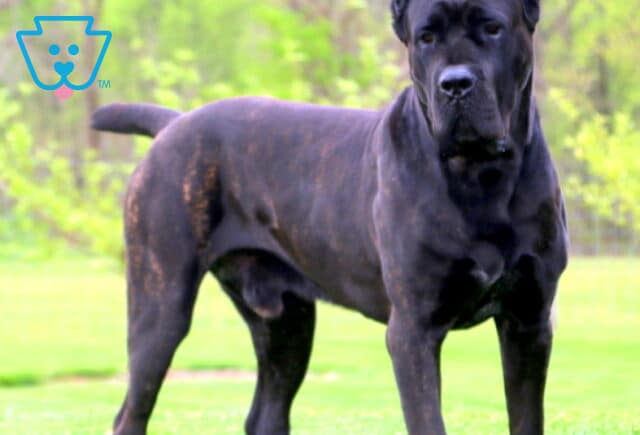 Anchor Cane Corso Chet Stoltzfus image