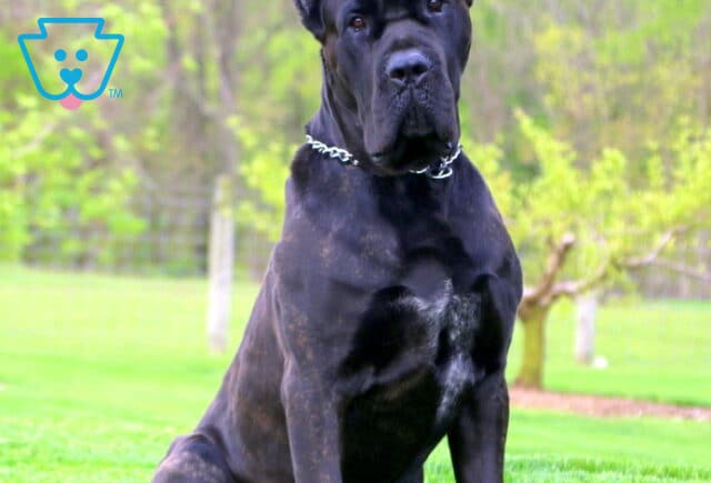 Anchor Cane Corso Chet Stoltzfus2 image