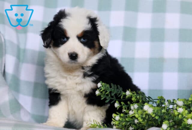 Blue-eyed black tri Australian Shepherd puppy sitting on a soft blanket with greenery, fluffy coat and curious expression image