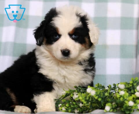 Fluffy black tri Australian Shepherd puppy with bright blue eyes sitting beside greenery on a soft blanket, sweet and attentive expression