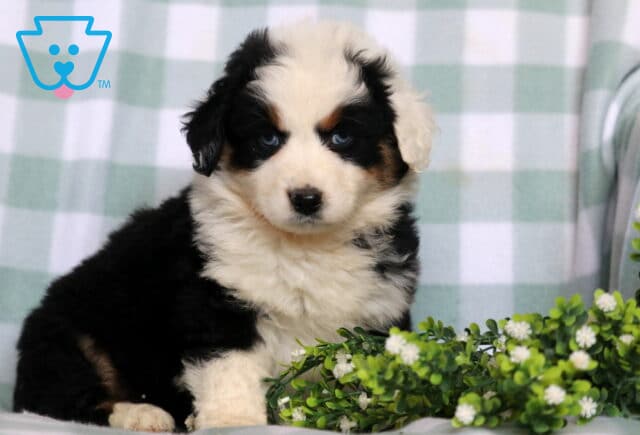 Fluffy black tri Australian Shepherd puppy with bright blue eyes sitting beside greenery on a soft blanket, sweet and attentive expression image