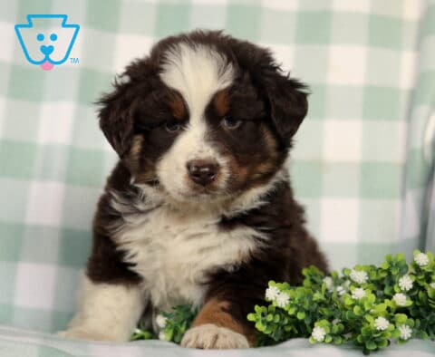 Fluffy red tri Australian Shepherd puppy with a white blaze and soft tan accents, sitting beside greenery on a cozy blanket with a calm, gentle look