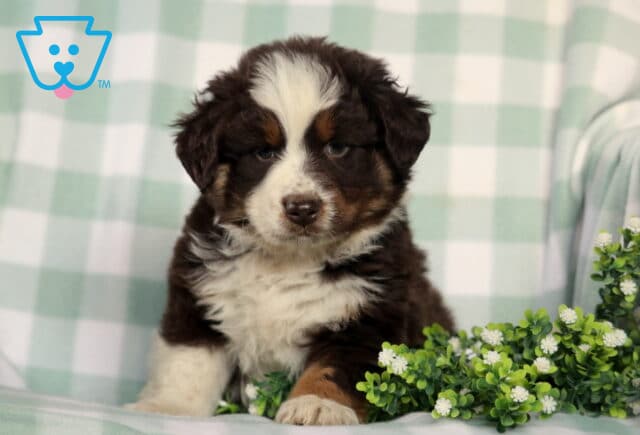 Fluffy red tri Australian Shepherd puppy with a white blaze and soft tan accents, sitting beside greenery on a cozy blanket with a calm, gentle look image