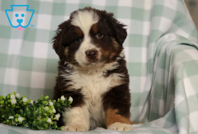 Red tri Australian Shepherd puppy with a fluffy coat and white chest sitting on a soft blanket, posed beside greenery with a sweet, slightly curious expression image