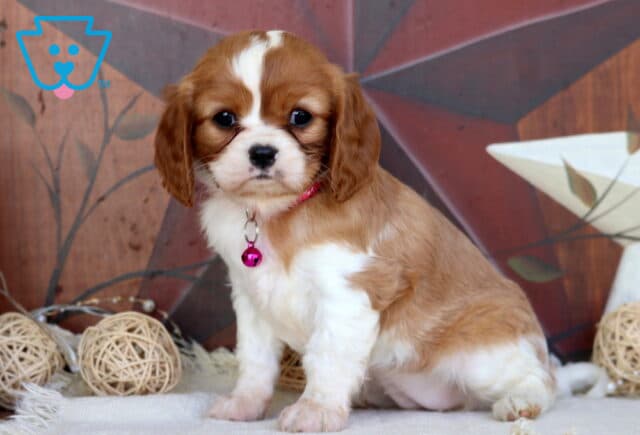 Ashley Cavalier image