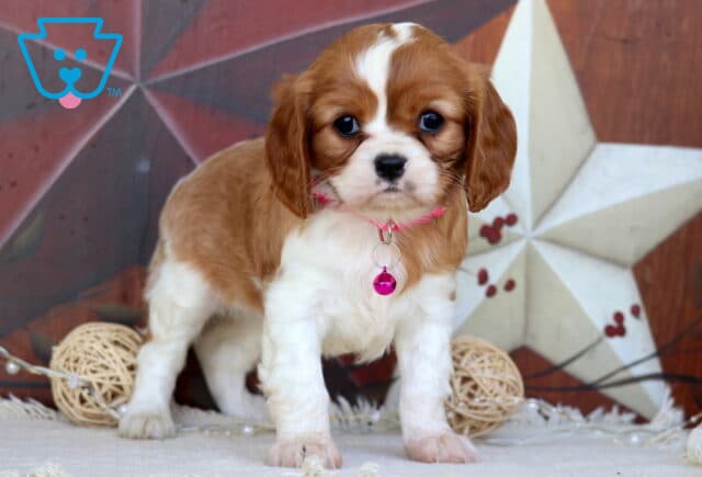 Ashley Cavalier2 image