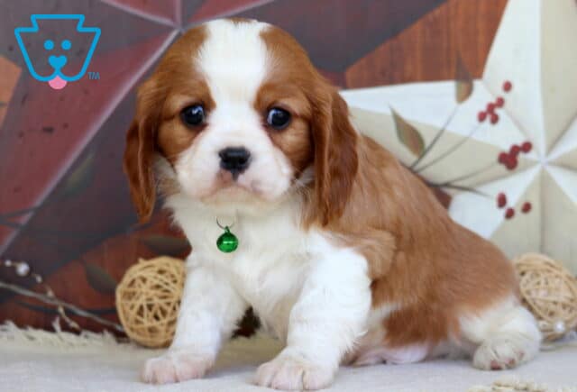 Austin Cavalier image