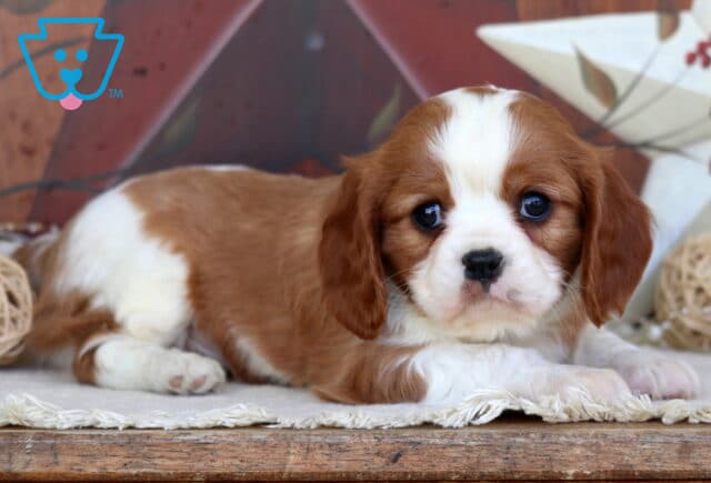 Austin Cavalier2 image