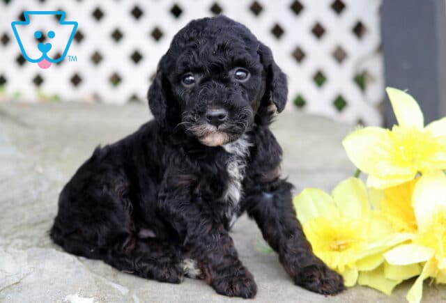 Austin Mini Poodle image