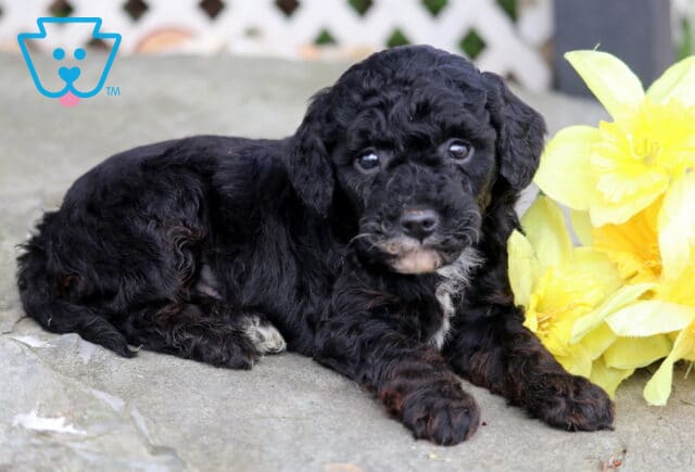 Austin Mini Poodle2 image