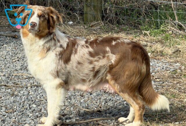 Autumn Australian Shepherd Jed Stoltzfus image