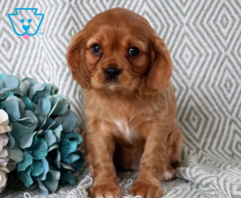 Baby Cavalier