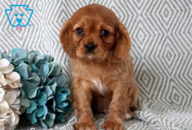 Baby Cavalier image