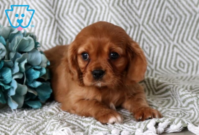 Baby Cavalier2 image