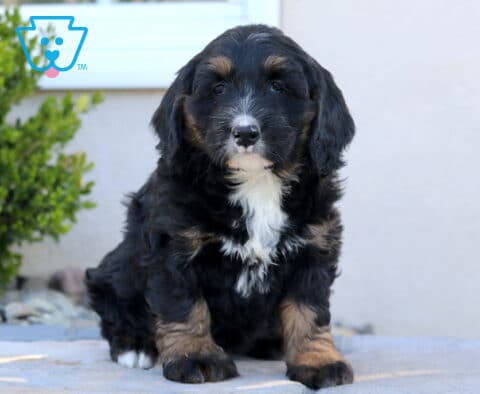 Bailey Mini Bernedoodle