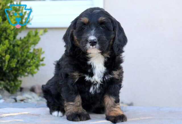 Bailey Mini Bernedoodle image