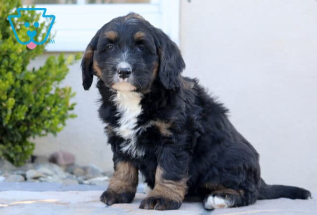 Bailey Mini Bernedoodle2 image