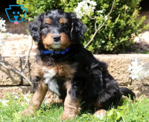 Barney Mini Bernedoodle