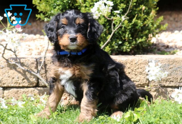 Barney Mini Bernedoodle image