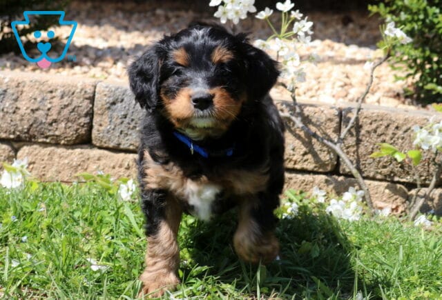 Barney Mini Bernedoodle2 image