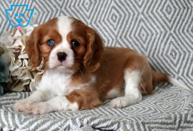 Bear Cavalier2 image