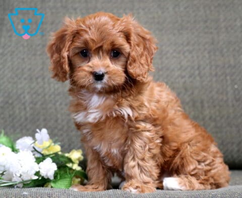 Bear Cavapoo