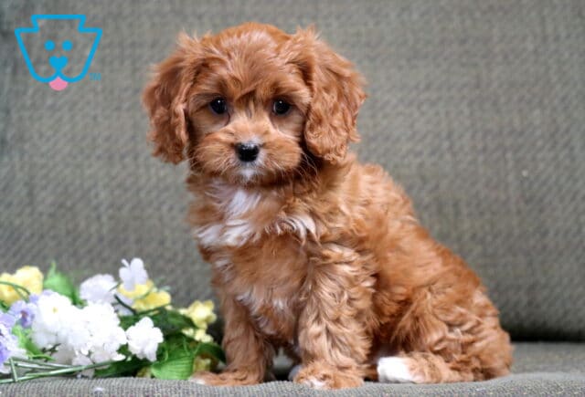 Bear Cavapoo image