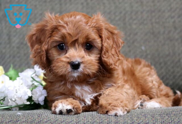 Bear Cavapoo2 image