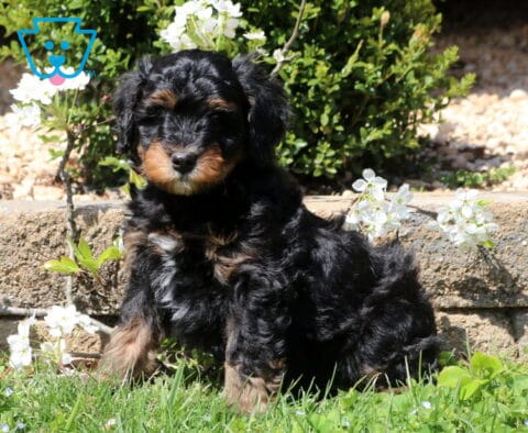 Bear Mini Bernedoodle