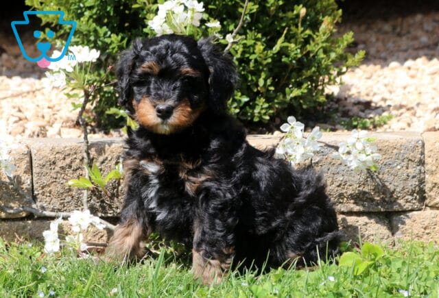 Bear Mini Bernedoodle image